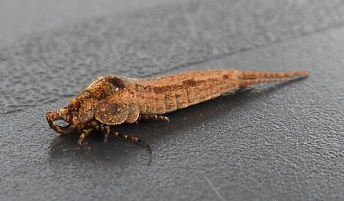 Dilta sp.
