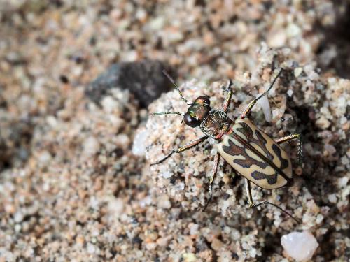 Lophyra sp.