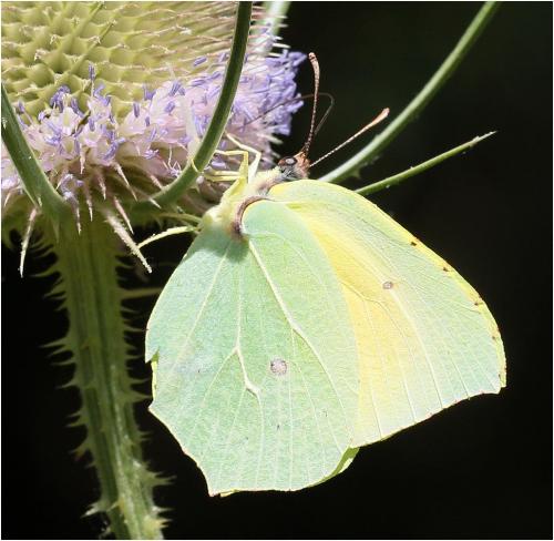 Réf. 245 480 : Gonepteryx cleopatra