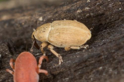 Réf. 245 001 : Sibinia sp.