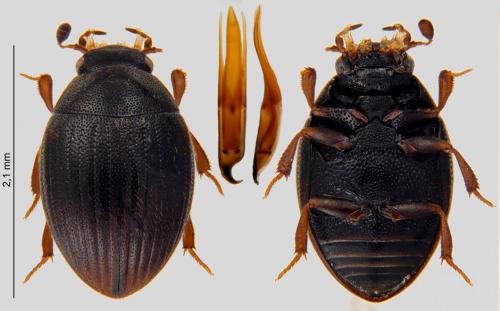 Réf. 245 590 : Cryptopleurum minutum