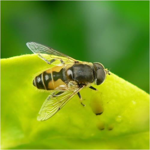 Réf. 245 645 : Eristalis arbustorum