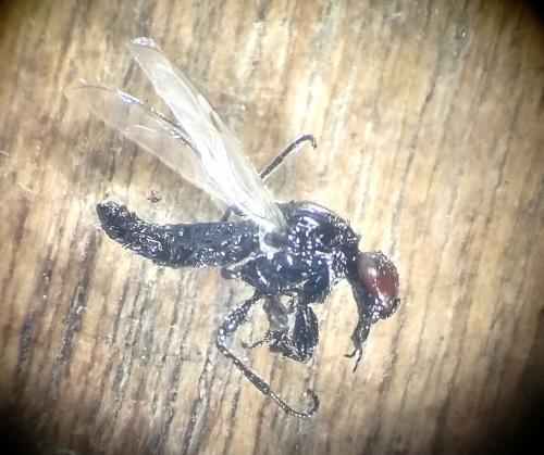 Réf. 245 036 : Dilophus femoratus