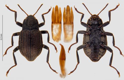 Réf. 245 464 : Elmis sp.