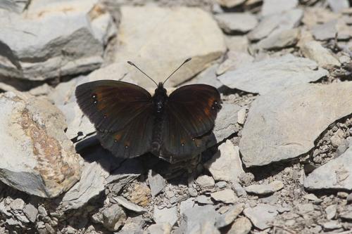 Erebia meolans