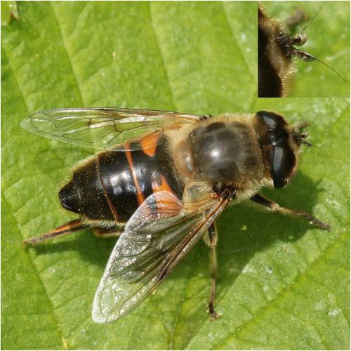 Réf. 245 760 : Eristalis tenax