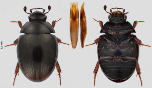 Réf. 245 646 : Cercyon obsoletus