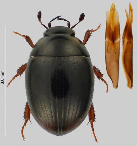 Réf. 245 699 : Cercyon obsoletus
