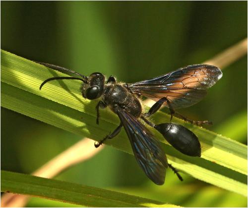 Isodontia mexicana