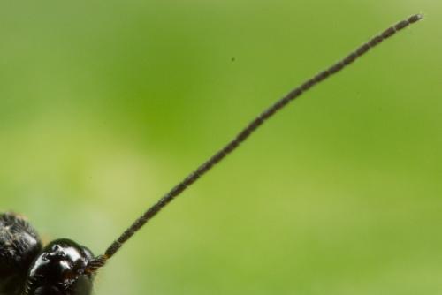 Réf. 245 674 : Opiinae inconnu