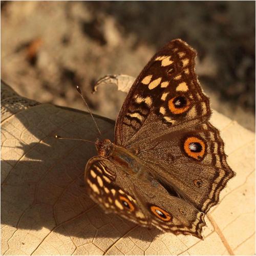 Junonia lemonias
