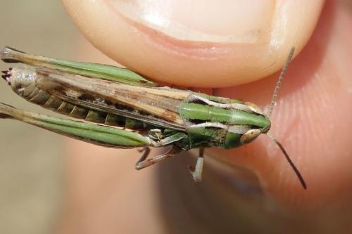 Stenobothrus stigmaticus