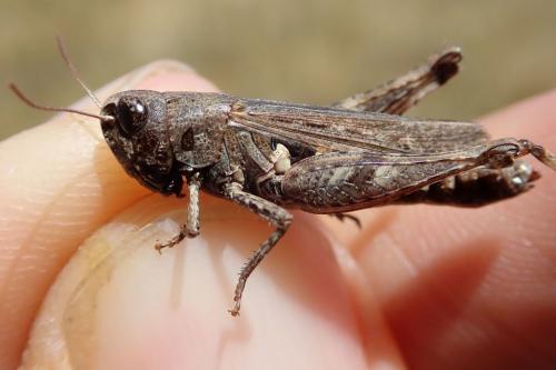 Réf. 245 588 : Omocestus haemorrhoidalis haemorrhoidalis