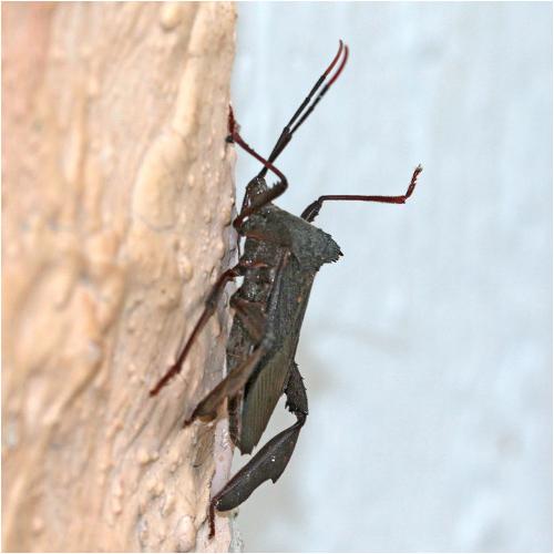 Réf. 245 239 : Acanthocephala heissi