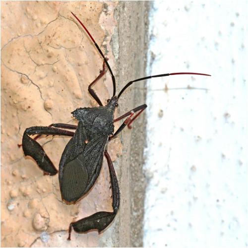 Réf. 245 238 : Acanthocephala heissi