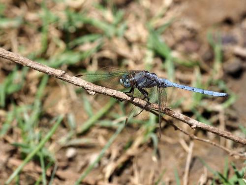Réf. 245 224 : Orthetrum chrysostigma