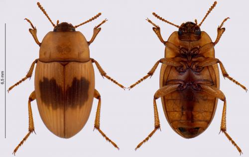 Phaleria bimaculata