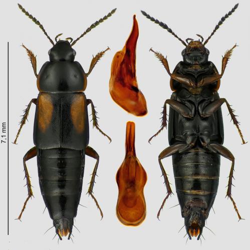 Tachinus subterraneus