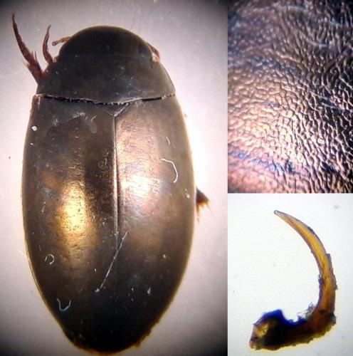 Réf. 245 702 : Ilybius montanus