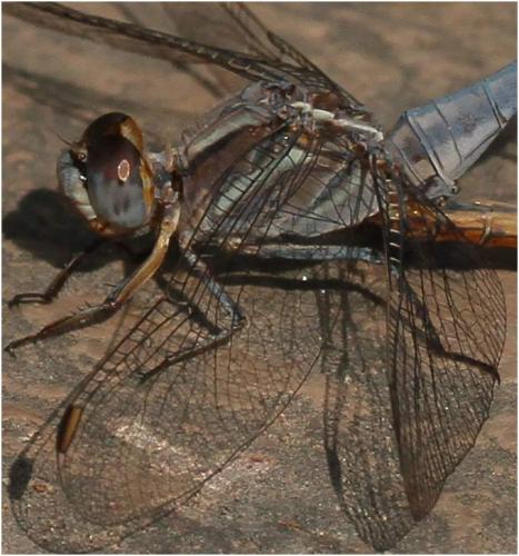 Orthetrum taeniolatum