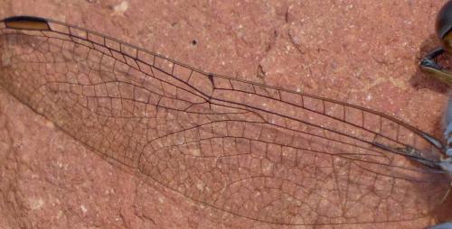 Orthetrum taeniolatum