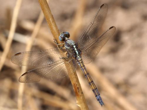 Orthetrum chrysostigma