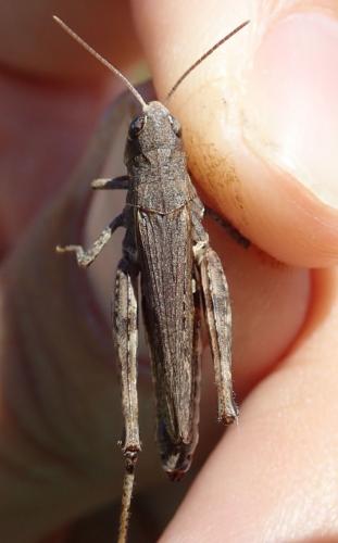 Réf. 245 589 : Omocestus haemorrhoidalis haemorrhoidalis