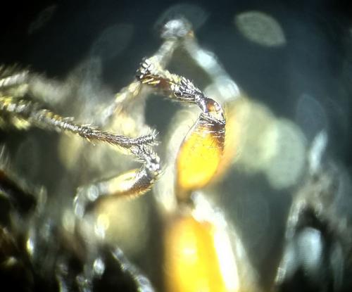 Réf. 245 030 : Dilophus femoratus