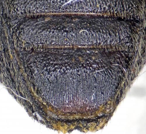Réf. 245 727 : Otiorhynchus hungaricus