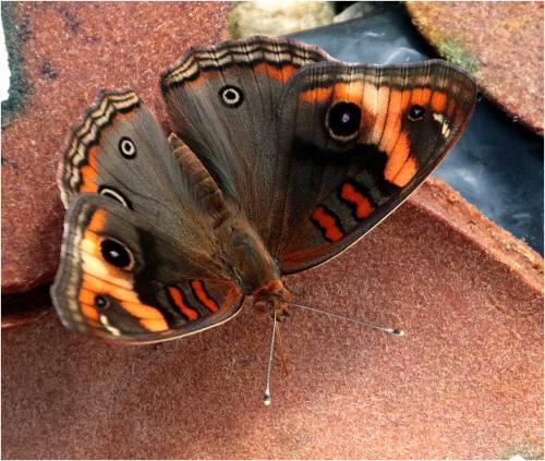 Junonia evarete