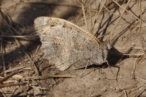 Chazara briseis