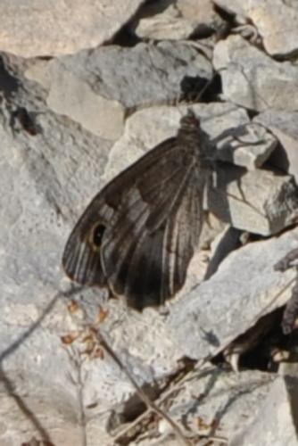 Hipparchia statilinus