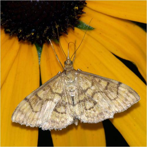 Réf. 245 364 : Anania verbascalis