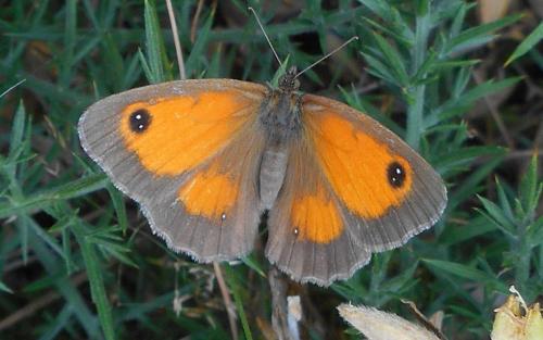 Réf. 245 190 : Pyronia tithonus