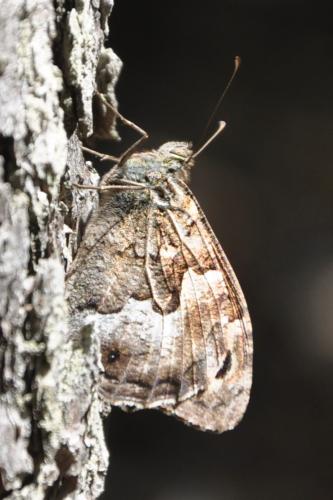 Réf. 245 287 : Hipparchia semele