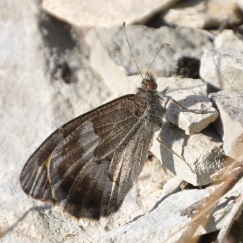 Réf. 245 316 : Hipparchia statilinus