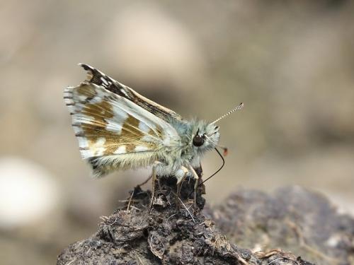 Réf. 245 148 : Pyrgus sp.