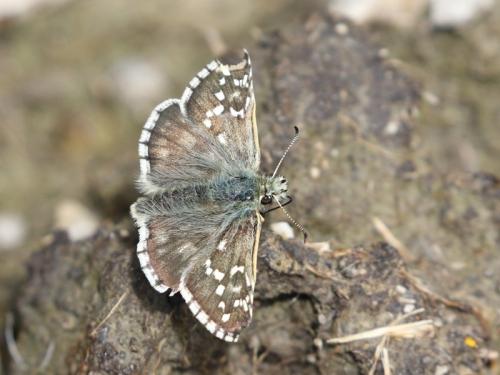 Réf. 245 149 : Pyrgus sp.