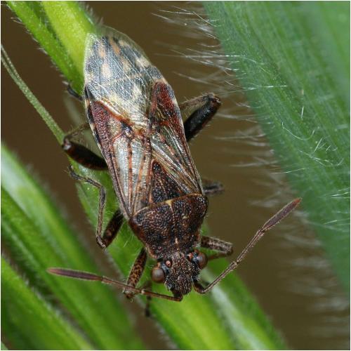 Stictopleurus sp.
