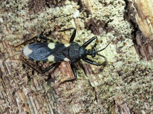 Acanthaspis obscura