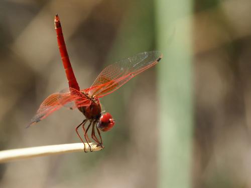 Réf. 245 833 : Trithemis kirbyi