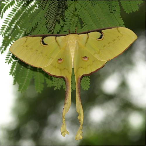 Actias maenas