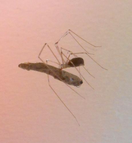 Pholcus phalangioides