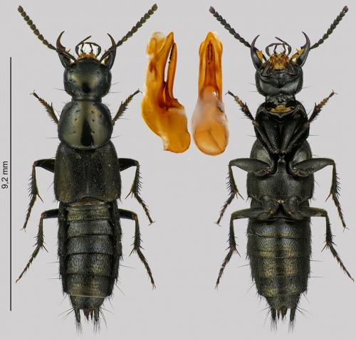 Philonthus tenuicornis