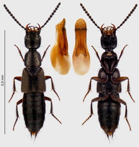 Bisnius fimetarius