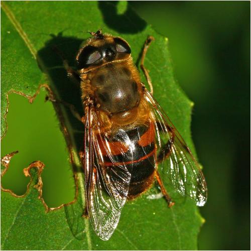 Réf. 245 682 : Eristalis tenax