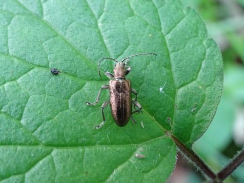 Réf. 245 777 : Plateumaris sp.