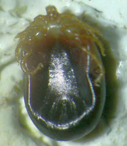 Réf. 245 683 : Ixodes sp.