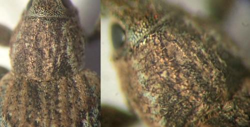 Réf. 245 096 : Graptus nictitans singularis