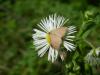 245581 – Photo : Andre Astric – France (68)